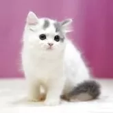 スコティッシュフォールド(立ち耳)【埼玉県・男の子・2025年7月12日・ブルータビーホワイト】の写真5