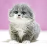 スコティッシュフォールド(折れ耳)【埼玉県・女の子・2025年11月1日・ブルータビーホワイト】の写真5