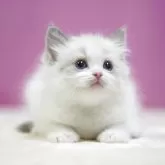 ラグドール【埼玉県・男の子・2025年10月17日・ブルーポイントバイカラー】の写真6