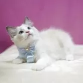 ラグドール【埼玉県・男の子・2025年8月11日・ブルーポイントバイカラー】の写真6