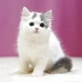 スコティッシュフォールド(立ち耳)【埼玉県・男の子・2025年7月12日・ブルータビーホワイト】の写真6