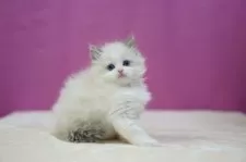 ラグドール【埼玉県・女の子・2024年12月11日・ブルーポイントバイカラー】の写真6