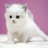 ラグドール【埼玉県・女の子・2025年10月17日・ブルーポイントバイカラー】の写真6