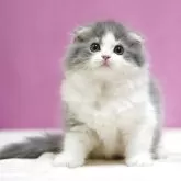 スコティッシュフォールド(折れ耳)【埼玉県・男の子・2025年5月10日・ブルータビーホワイト】の写真6