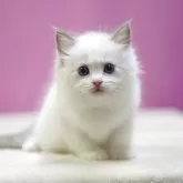 ラグドール【埼玉県・男の子・2025年10月17日・ブルーポイントバイカラー】の写真7