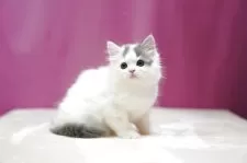 スコティッシュフォールド(立ち耳)【埼玉県・男の子・2025年7月12日・ブルータビーホワイト】の写真8