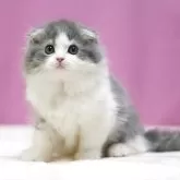 スコティッシュフォールド(折れ耳)【埼玉県・男の子・2025年5月10日・ブルータビーホワイト】の写真8