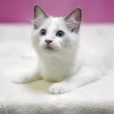 ラグドール【埼玉県・男の子・2025年8月11日・ブルーポイントバイカラー】の写真8