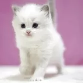 ラグドール【埼玉県・女の子・2025年10月17日・ブルーポイントバイカラー】の写真8