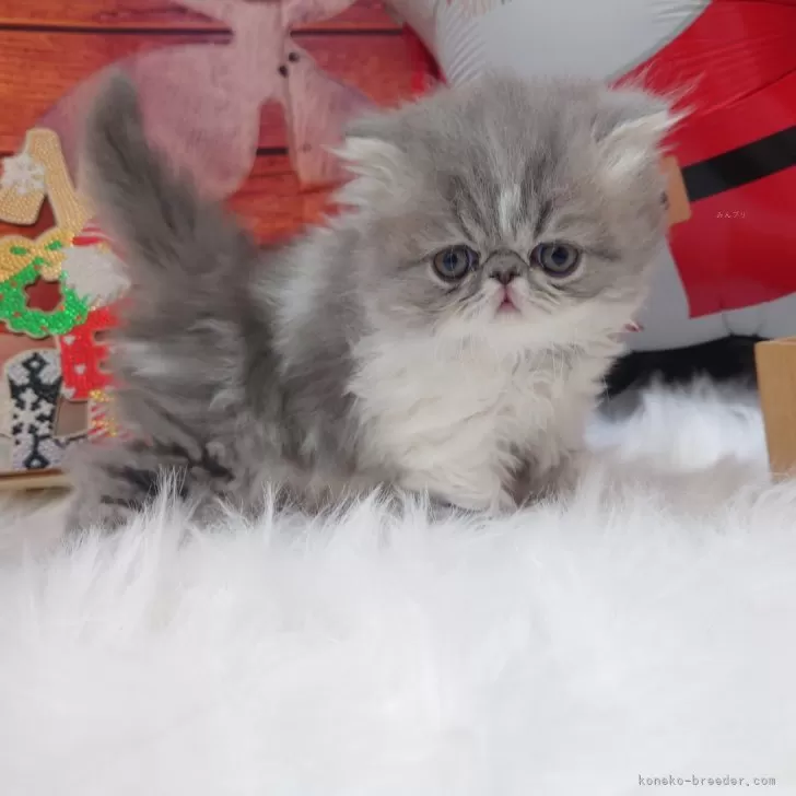 ID：2411-01690の子猫