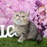 エキゾチックショートヘア