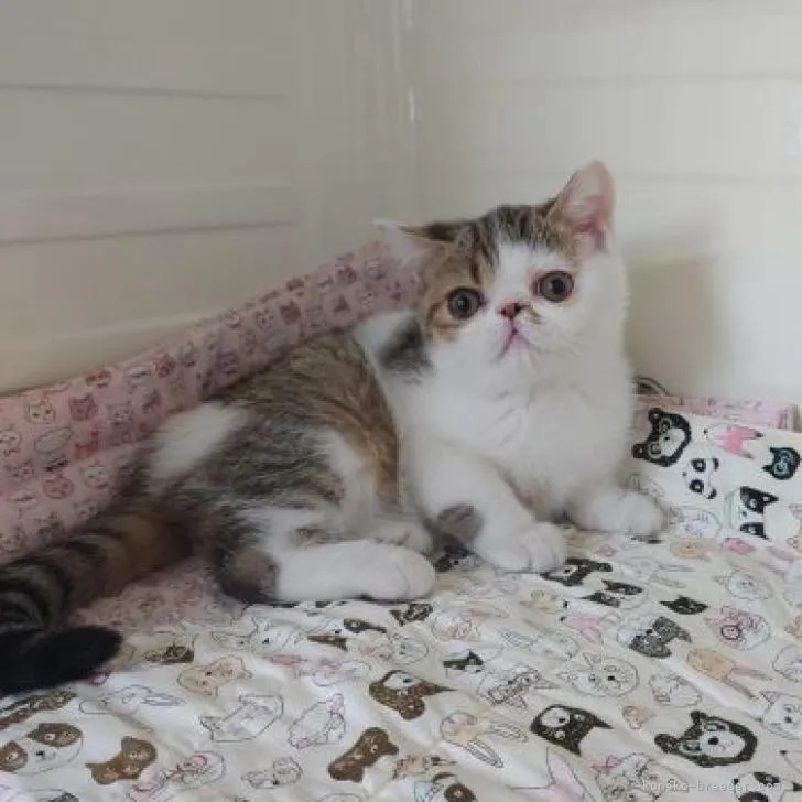 ID：2209-00627の子猫