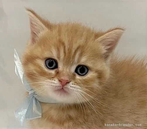 ID：2103-01918の子猫