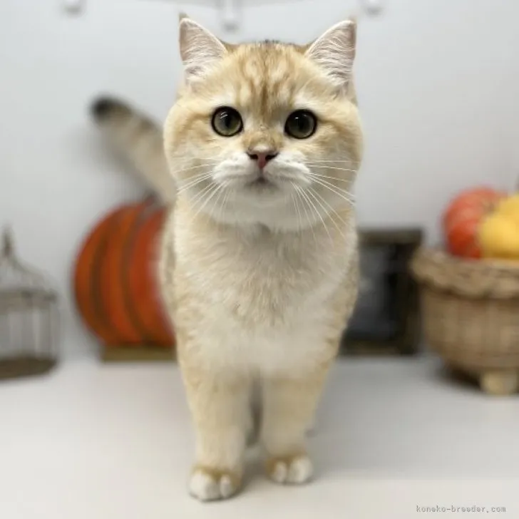 ID：2305-01985の子猫