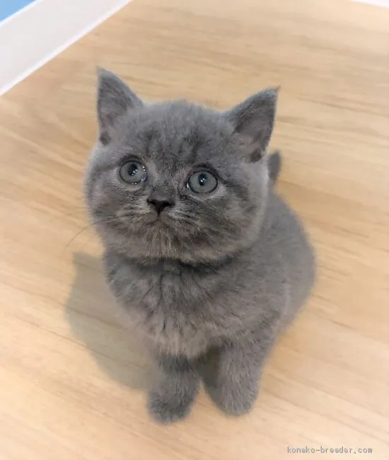 ID：2011-00430の子猫