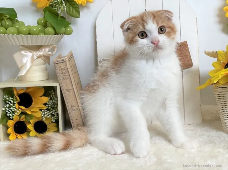 ID：2105-00948の子猫