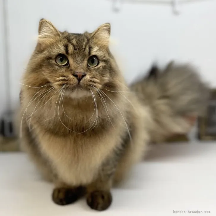 ID：2301-01722の子猫