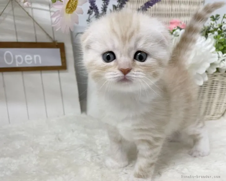 ID：2206-00854の子猫