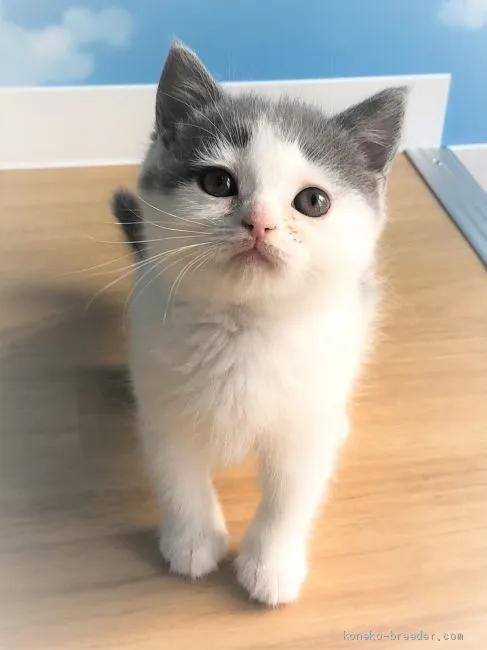 ID：2011-00756の子猫