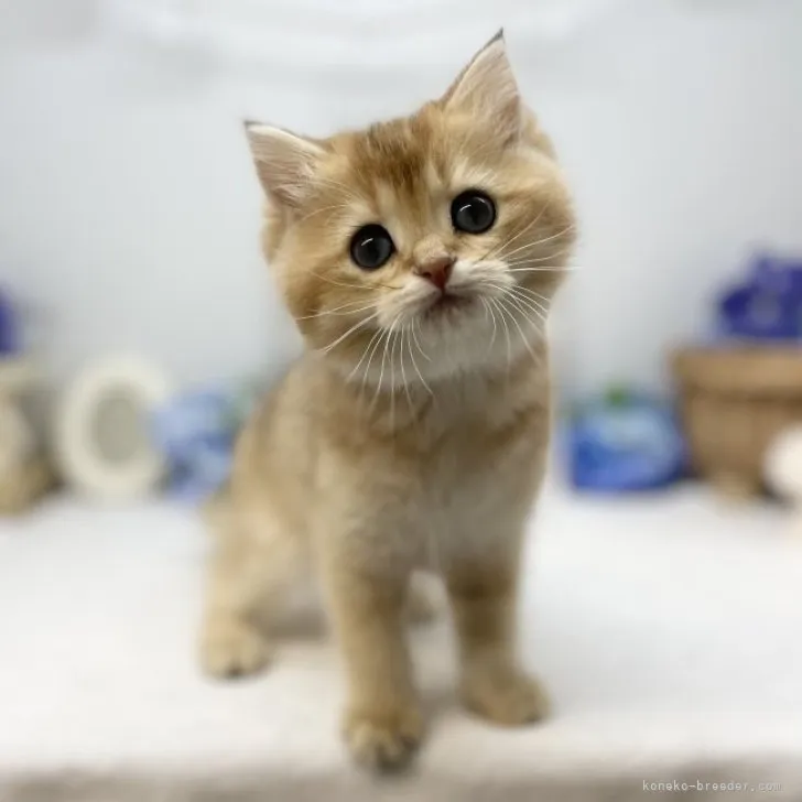 ID：2305-01981の子猫