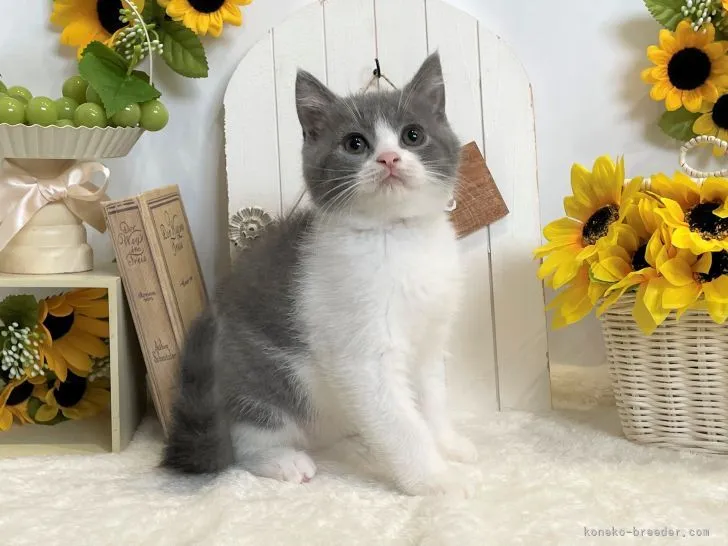 テン 様のお迎えした子猫