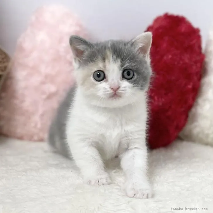 ID：2302-00285の子猫