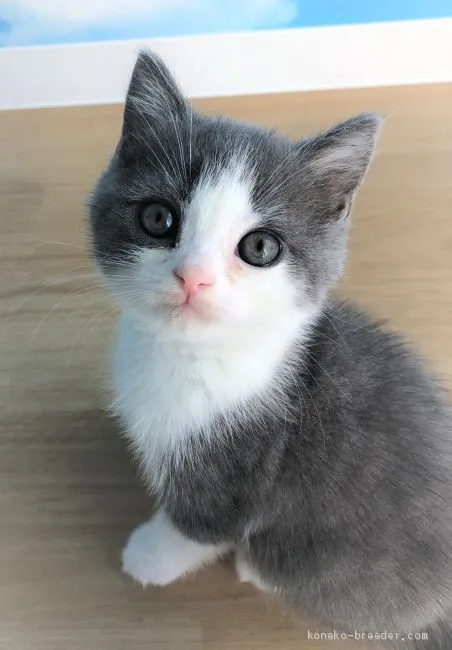 モチコ 様のお迎えした子猫