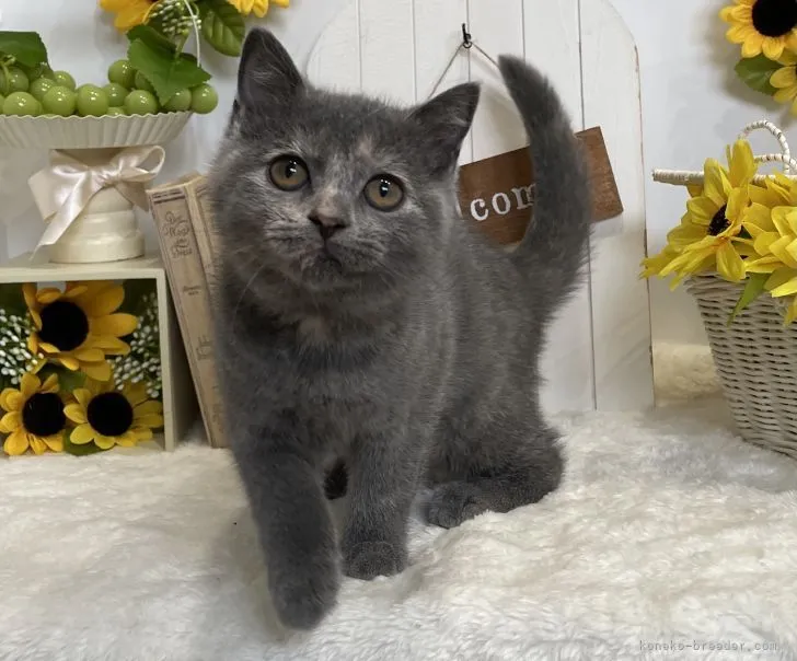 ID：2105-01679の子猫