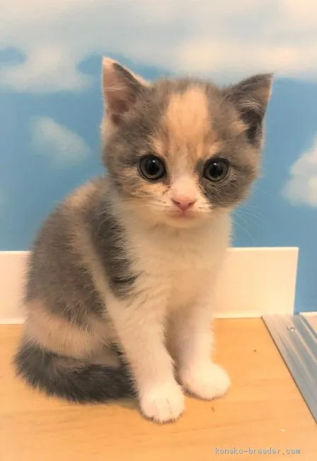 ID：2011-00153の子猫