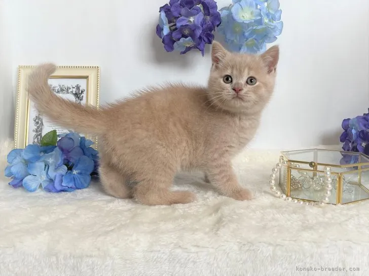 ID：2105-01664の子猫