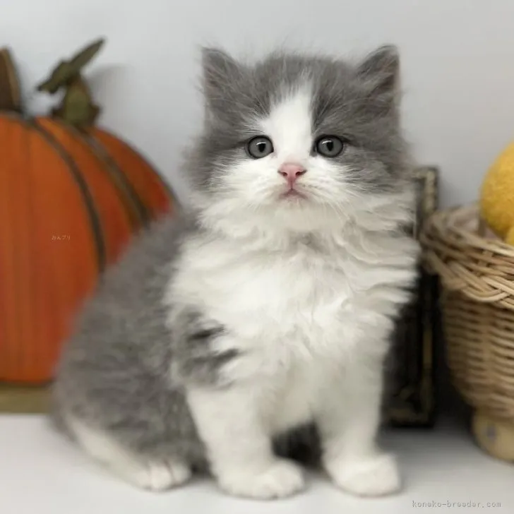 ID:2309-02706の子猫