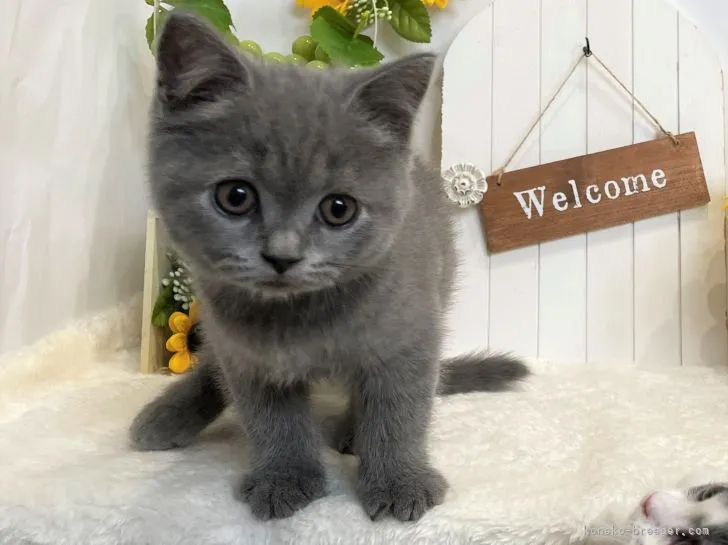 ID:2105-01757の子猫