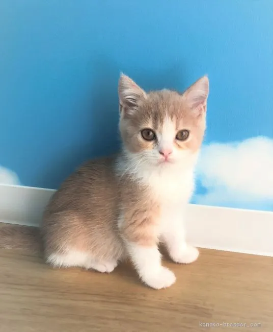 ID：2011-00149の子猫