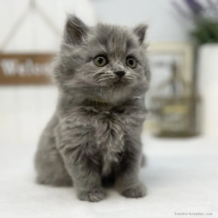 ID：2304-03480の子猫