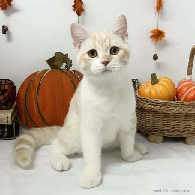 ID：2207-00018の子猫
