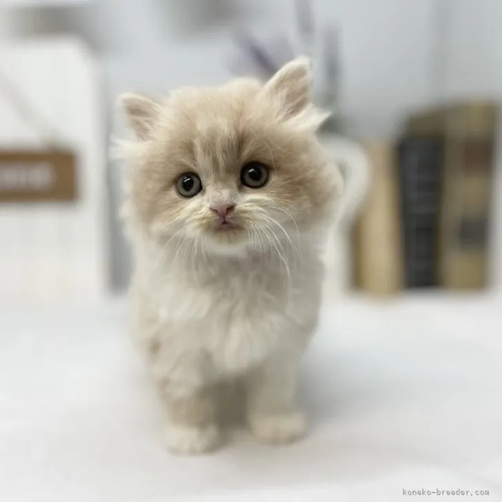 ID：2304-03403の子猫