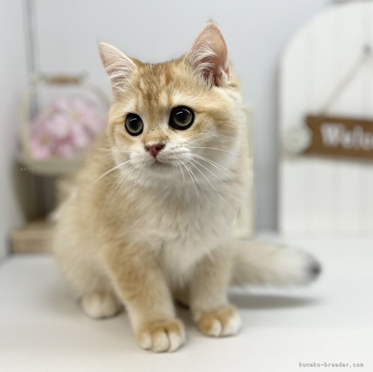 残1。子猫のプランター イギリス製 アンティーク プランター パクスロマーナ 猫の王 ホワイト