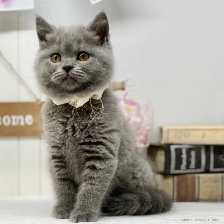ID:2301-02270の子猫