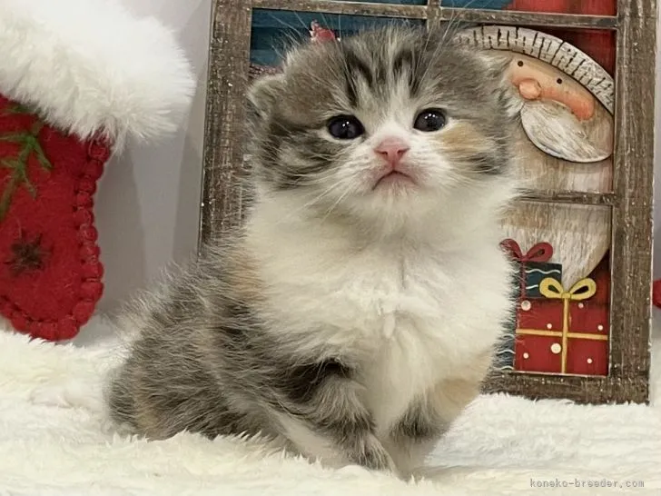 A.H 様のお迎えした子猫