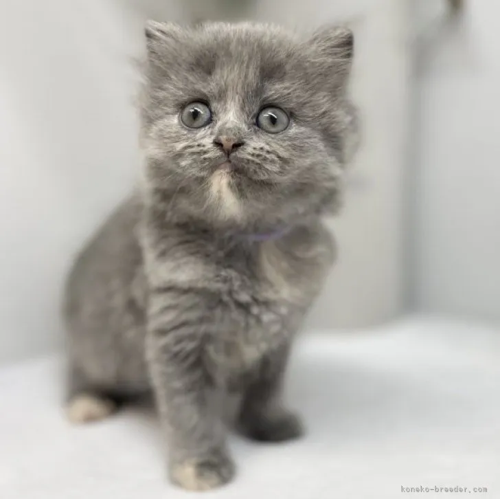 ID:2304-03423の子猫