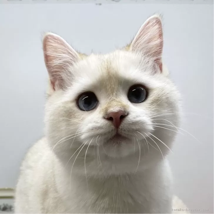 ID：2309-02655の子猫
