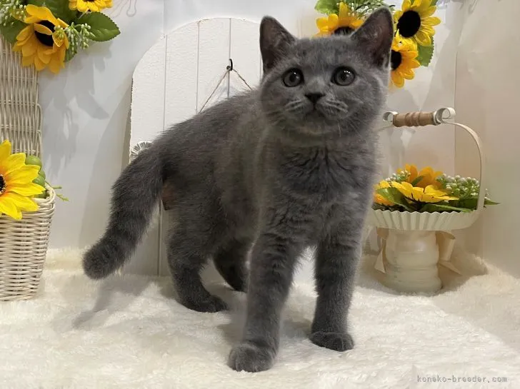 ID:2106-01183の子猫