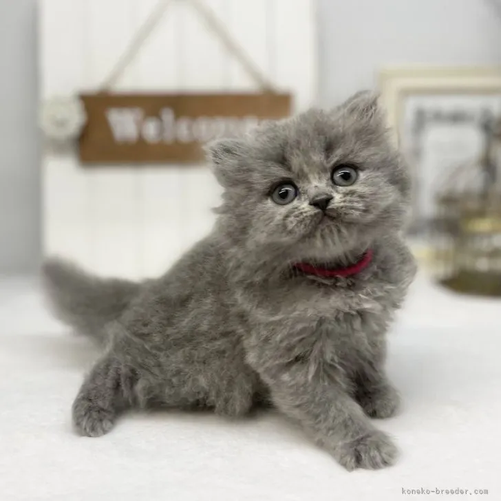 ID:2304-03434の子猫