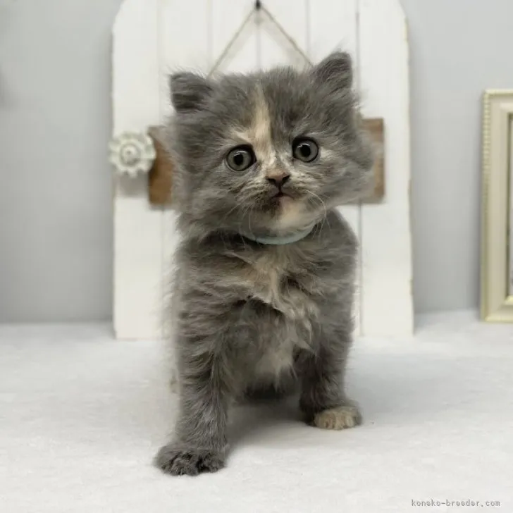 ID：2304-03427の子猫