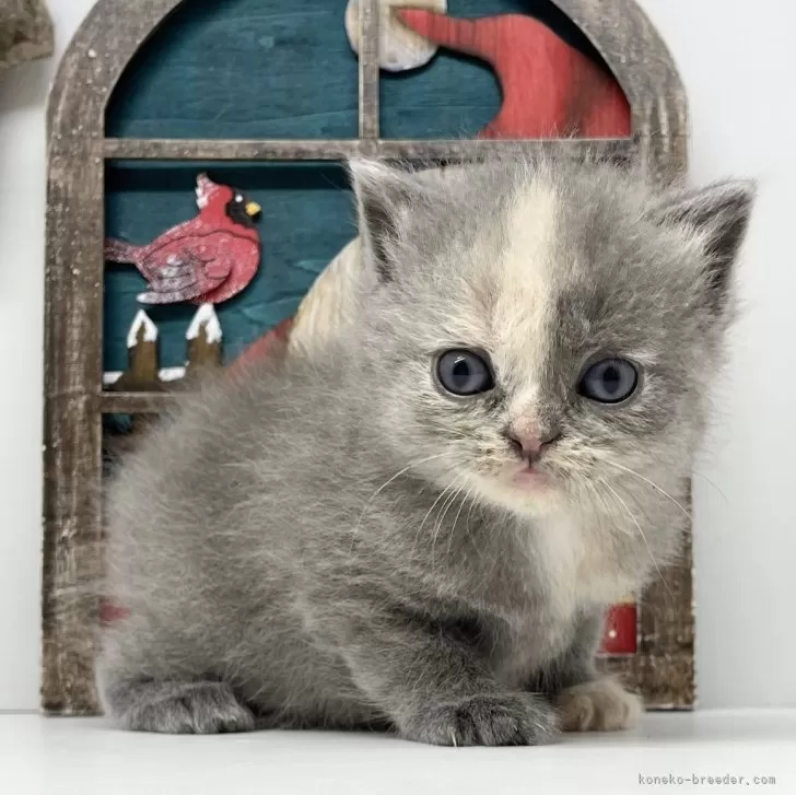 ID:2312-02467の子猫