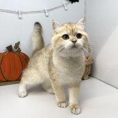 ブリティッシュショートヘア【・女の子・2023年4月9日・ブラック ゴールデン スポテッドタビー】