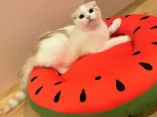 スコティッシュフォールド(折れ耳)【岡山県・男の子・2021年4月4日・クリームタビー&ホワイト】の写真2「7/29撮影☆彡」