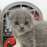 ブリティッシュショートヘア【岡山県・男の子・2023年11月16日・ブルー】の写真3「12/20撮影」