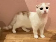 スコティッシュフォールド(折れ耳)【岡山県・男の子・2021年4月4日・クリームタビー&ホワイト】の写真3「7/29撮影☆彡」