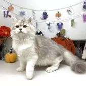 ブリティッシュショートヘア【岡山県・女の子・2025年5月24日・ダイリュートキャリコ】の写真6